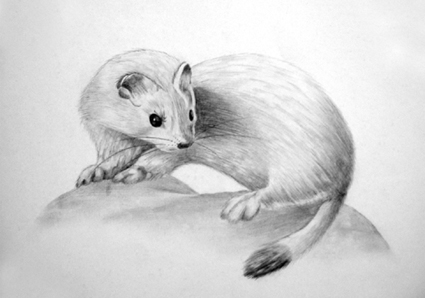 [BE01.1  Mustela erminea.jpg] - This image is currently selected.